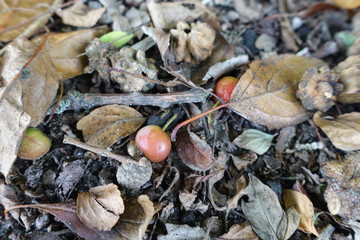  Leren uitspreken  dry leaves and branches on the street