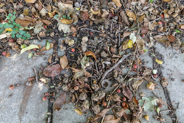 acorns on the road surface