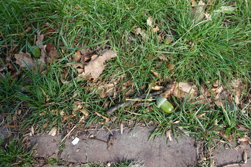 acorns on the road surface