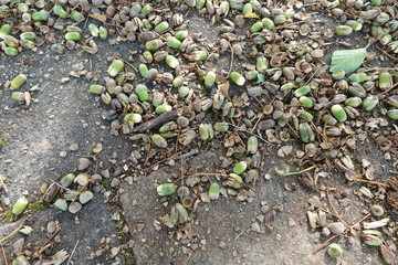 acorns on the road surface