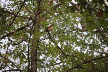 Obraz premium Brown Thrasher in Woods
