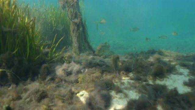 A wild Snook (Centropomus undecimalis) lurks near an eel grass bed searching for prey. Snook are highly prized game fish in Florida, and make excellent table fare.