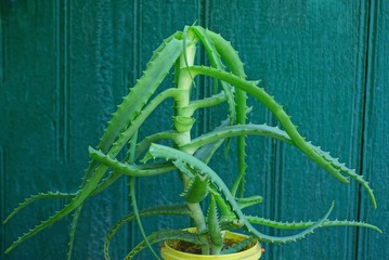 green long and spiky leaves on the stem of an aloe plant