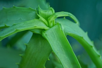 green long and spiky leaves on the stem