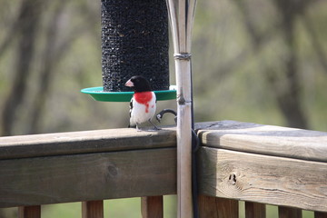 Grosbeak at Feeder