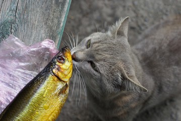 gray cat sniffs brown smoked herring fish on the table