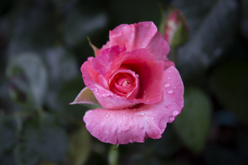Detail of pink rose with dew drops