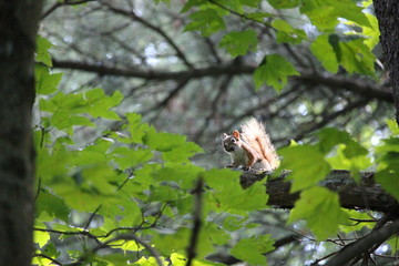 Squirrel in Woods