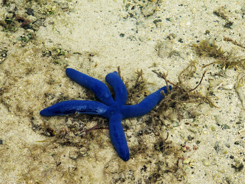 Ein Blaue Seestern (Linckia laevigata)
