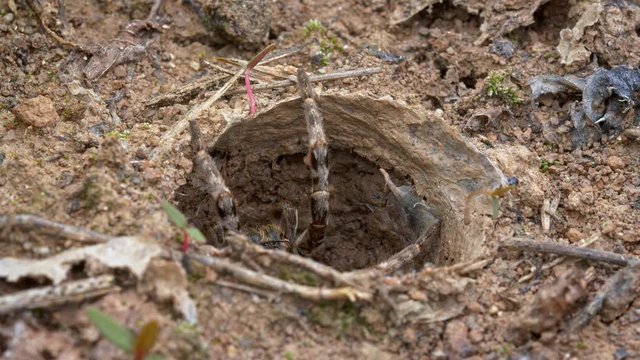 South Russian tarantula wolf spider (Lycosa singoriensis) mother with offspring