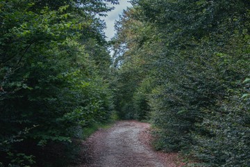 Road in forest