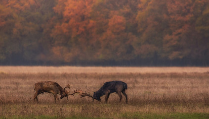 Wild deer fighting in autumn colorful background (Dama Dama)