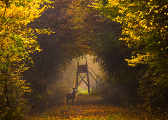 Wild deer in autumn colorful background (Dama Dama)