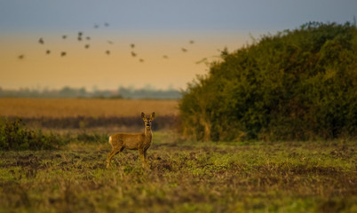Wild deer in autumn colorful background (Dama Dama)
