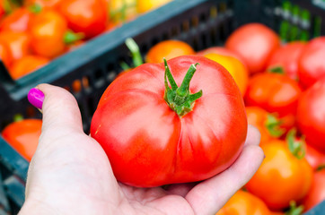 Female hand holds red tomato, harvesting. Photo