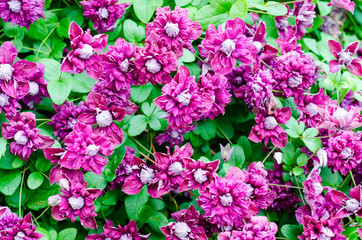 Beautiful blooming clematis bush with purple flowers and green leaves.