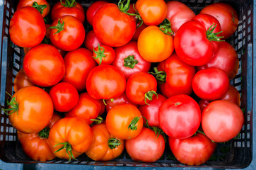 Crates with ripe tomatoes stand on the grass, harvesting, summer