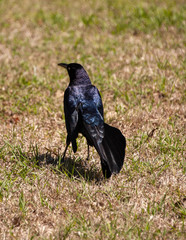Common Grackle