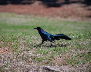 Common Grackle