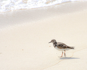 Beach Bird