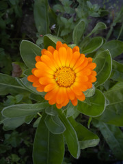 flower of sunflower