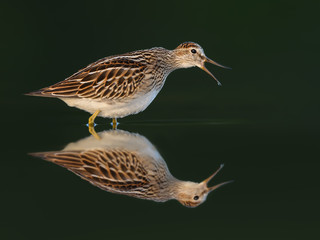 Pectoral Sandpiper Calling with Reflection on Dark Green Background, Portrait