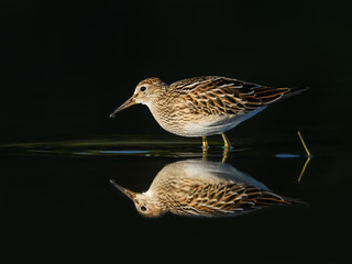 Pectoral Sandpiper with Reflection on Dark Green Background, Portrait