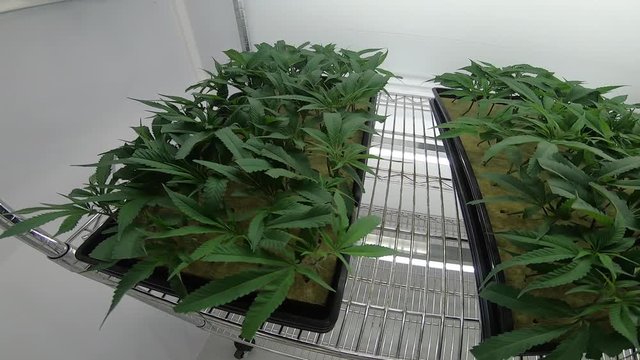 Cannabis Clone Room