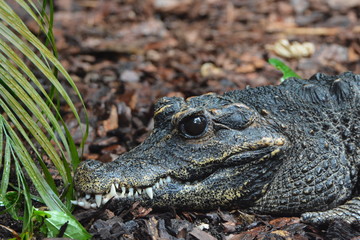 Fototapeta premium Crocodile