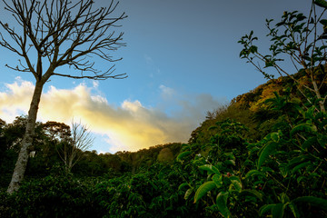 Coffee farm surrounded by nature