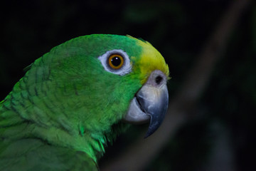 Parrot Profile Picture