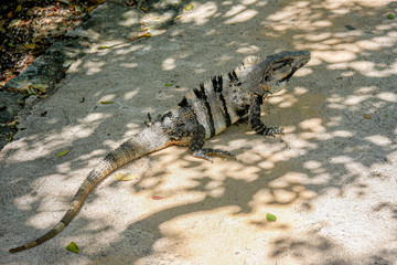 Iguana in shadow