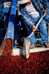 Process of washing coffee