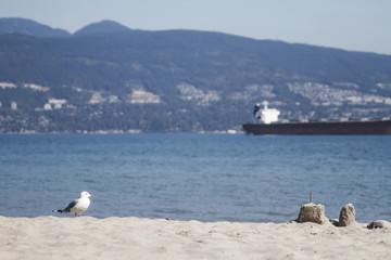 Lone sea gull stands on the beach with ocean behind him; Sea gull and sandcastles on the beach with ship on the ocean