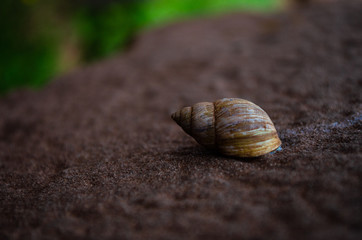 snail