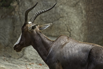 San Diego, California /USA/ - August 20 1013 San Diego Zoo. Bontebok Antelope with horns. Standing and looking to the left.