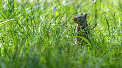 Squirrel on the gress