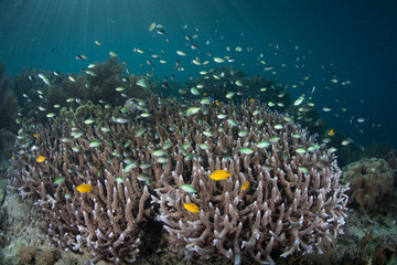Fototapeta na wymiar Blue-green damselfish, Chromis sp., hover above protective corals amid the remote islands of Raja Ampat, Indonesia. This equatorial region is possibly the center for marine biodiversity.
