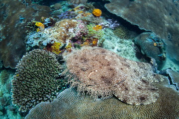 A Tasselled wobbegong, Eucrossorhinus dasypogon, lies in wait on a coral reef amid the remote islands of Raja Ampat, Indonesia. This equatorial region is possibly the center for marine biodiversity.