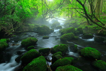 Obraz premium 夏の元滝伏流水