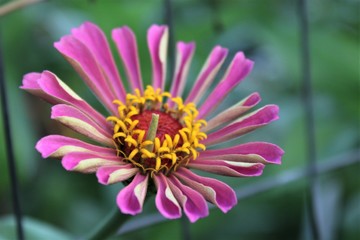Obraz premium purple zinnia bloom