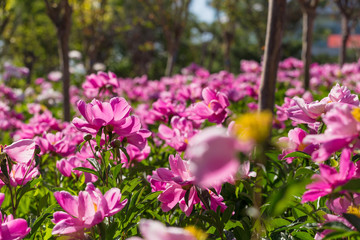 Peony blossoms in the park