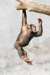 Young Chimpanzee hanging on a tree