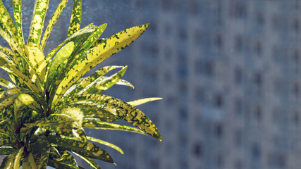 indoor yellow flower of the Euphorbiaceae family Croton codium on background of blue window glass