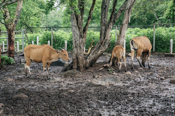 Best travel destination in Banyuwangi East Java and Bali Indonesia Asia