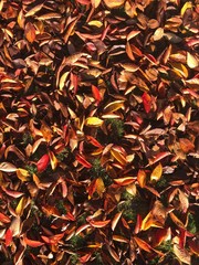autumn leaves background