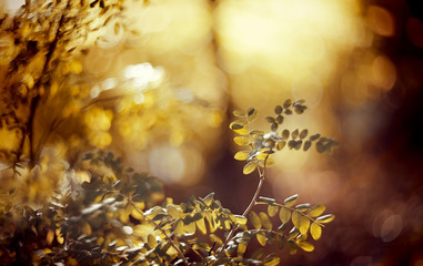 Autumn blurred background with birch branches