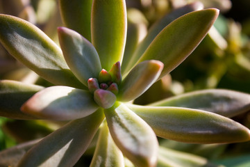 Green succulent plants in a garden
