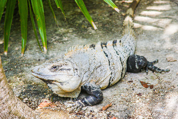 Iguana Wild