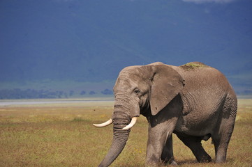 Fototapeta na wymiar elephant in serengeti national park tanzania africa